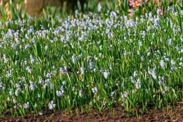 Fototapeta premium Seasonal spring flowers from garden