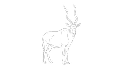 Addax Antelope Sketch: A detailed line drawing of an addax antelope, its iconic long, spiraling horns elegantly displayed, stands out with simplicity and grace.  © abidakhatun