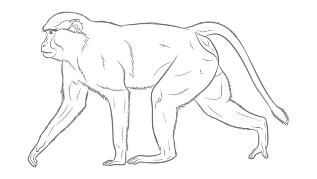 Primate Line Art: Simple line art of a primate walking proudly, showcasing the graceful movement and subtle details of the animal. 