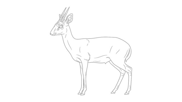 Elegant Duiker Outline: A meticulously detailed outline of a Duiker standing gracefully, showcasing its unique morphology and distinctive features in a minimalist composition.