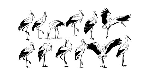 Fototapeta premium Elegant Crane Sketch Collection: 18 Hand-Drawn Storks in Various Poses, Wildlife Art 