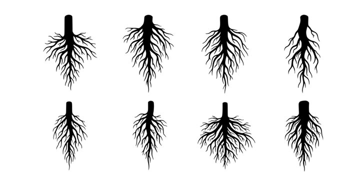 Botanical illustration set of diverse plant root types and systems, including taproots, fibrous roots, tubers, bulbs, and rhizomes in a hand-drawn style.
