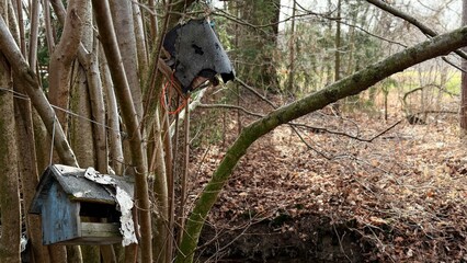 black winged blackbird