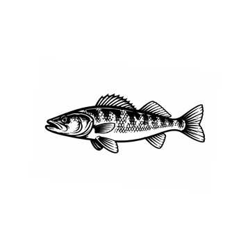 Vector line art illustration of Walleye Fish.