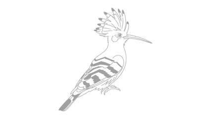 Exquisite Hoopoe Sketch: A detailed sketch captures the elegance of a hoopoe bird, showcasing its distinctive crest, patterned wings, and slender beak. © Murshida