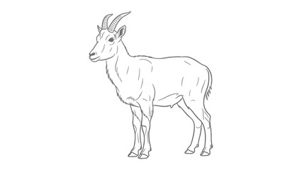 Fototapeta premium Alpine Ibex Sketch: A detailed, minimalist sketch of an elegant Alpine Ibex, showcasing its majestic horns and strong physique.