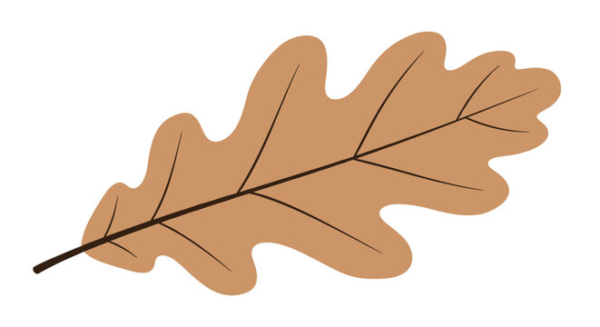 Single tan colored oak leaf with rounded lobes representing the warm and earthy tones of the changing autumn foliage season.