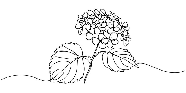 continuous one line drawing Vector line drawing of hydrangea flower and leaves