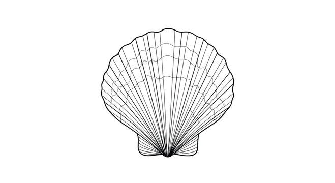 Detailed black and white line drawing of a scallop seashell shows the intricate ribbing and elegant fan shape of the marine shell.