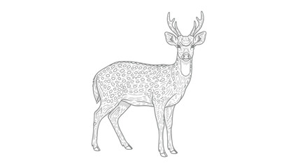 Fototapeta premium Deer Line Art: A detailed line drawing of a majestic deer with branching antlers stands elegantly, showcasing its natural form and the beauty of wildlife in a simplified artistic representation.