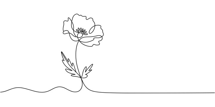 Poppy flowers Continuous line drawing. Minimalist modern art, hand draw one continuous line art Poppy flowers, Elegant single line art of beautiful flowers blossoming on a white background, Minimalist