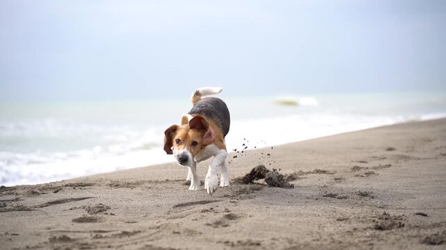 Adult Beagle Dog Shaking Head and Looking at Camera on the Seashore. Slow Motion Video of a beagle.
