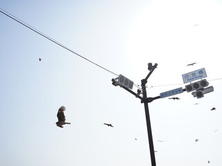 Obraz premium vulture in flight
