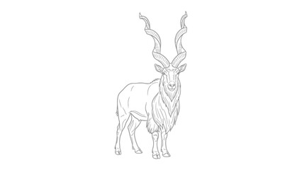 Fototapeta premium Markhor: A majestic markhor, a wild goat known for its magnificent spiraling horns, stands proudly, depicted in a detailed line art illustration.