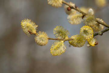 A close-up of flowering willow catkins in March. A sign of the beginning of spring. Sunny winter day, early spring, spring feeling, beautiful weather. Willow pollen, the start of allergy season. Aller
