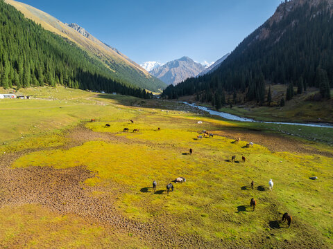 A herd of horse in Altyn Arashan Gorge, Issyk-Kul Region, Kyrgyzstan