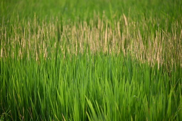 Obraz premium Young Rice Plants Growing in a Green Paddy Field