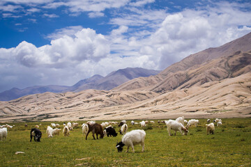 Fototapeta premium sheep in the himalayas