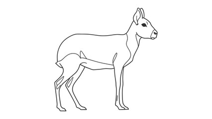 Obraz premium Patagonian Mara Drawing: A simple line drawing of a Patagonian Mara, a rabbit-like rodent with long legs and large ears, standing in profile.