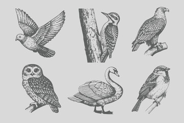 Vintage black sketch bird Sparrow, pigeon, swan, eagle, owl, woodpecker vector illustration.  old engraving style, monochrome line art, antique bird drawing © SAGOR