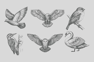 Vintage black sketch bird Sparrow, pigeon, swan, eagle, owl, woodpecker vector illustration.  old engraving style, monochrome line art, antique bird drawing © SAGOR