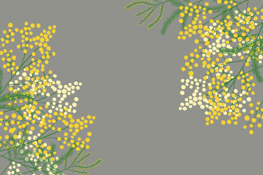 Vector EPS mimosa flower frame on gray background, editable yellow wattle floral border for International Women's Day, elegant spring botanical background with copy space