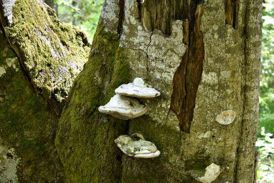 Hoof fungus. Fomes fomentarius is a perennial wood-decay basidiomycete found in Europe, Asia, Africa and North America
