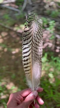 Cinematic Macro of a Hand Holding a Large Patterned Bird Feather with Black and White Stripes, Wildlife Conservation and Nature Scenery in Sri Lanka