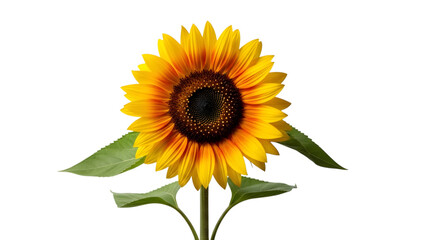 Obraz premium Vibrant sunflower isolated on transparent background