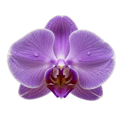 Purple orchid flower with water droplets, delicate petals, blooming natural beauty, floral