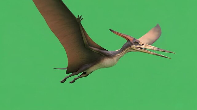 Pterodactyl Flying on Green Screen Background, Prehistoric Creature Animation