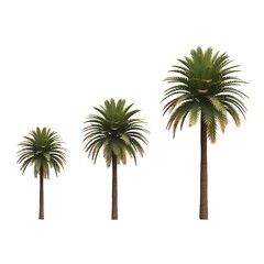 Tall Tropical Palm Trees Isolated on White Background