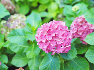 Close up blossom pink hydrangea flower with green leaves in the garden at springtime.