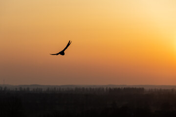 Fototapeta premium Seagull in flight with spread wings against the sunset light