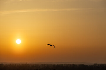 Obraz premium Seagull in flight with spread wings against the sunset light