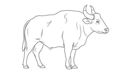 Obraz premium Gaur Sketch: A detailed line drawing of a majestic gaur bull, showcasing its powerful build and distinctive horns, perfect for artistic and educational use.