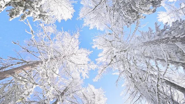 Snow melts from the trees with the first sun, wide angle video footage in the Dolomites