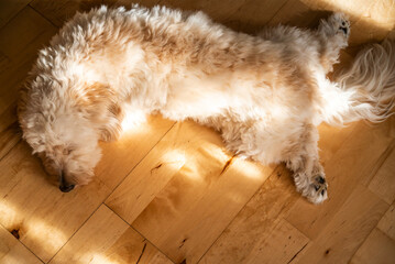 Fluffy Dog Stretching on Sunlit Wooden Floor