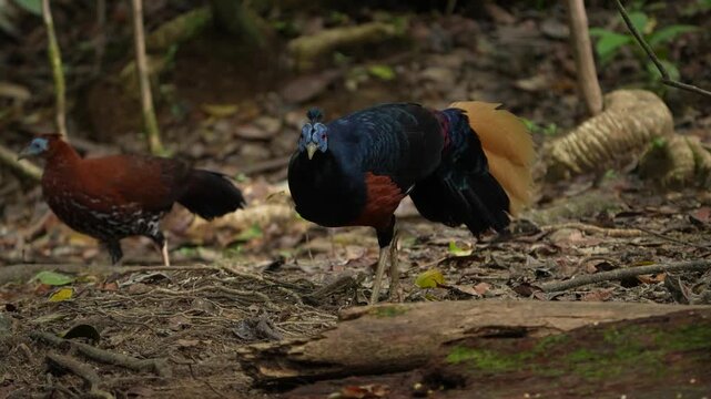 A magnificent Borneo Crested Fireback, scientifically named Lophura ignita, roams in the dappled sunlight of the Borneo rainforest.