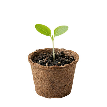 Young green seedling growing in biodegradable peat pot
