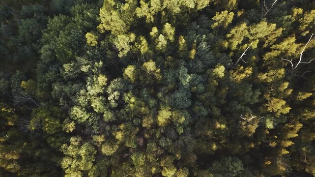 Aerial drone view of trees in Isla Orrego where people lost their life on the 2010 tsunami in the Maule estuary near Constituci&oacute;n Maule Chile, 4K