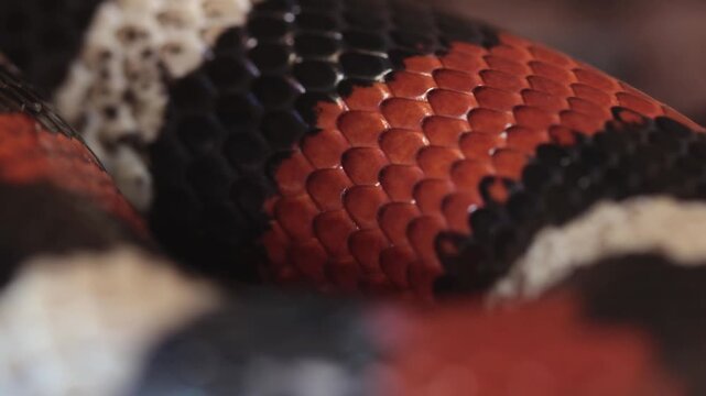 Closeup of the colourful scales of a Puelblan Milk Snake, pueblan milk snake, Lampropeltis triangulum campbelli,