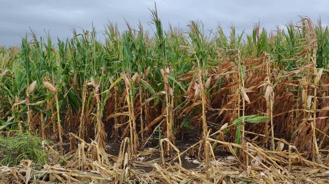 A flint corn field (likely the Cristalino Colorado) is almost ready for harvest.