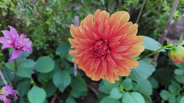 Bright orange dahlia flower in full bloom with layered petals seen in closeup while camera gently orbits around blossom in garden with soft green leaves.