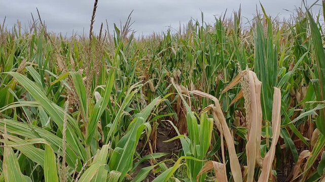 Dolly in a flint corn field (likely the Cristalino Colorado) almost ready for harvest. Slow-motion,