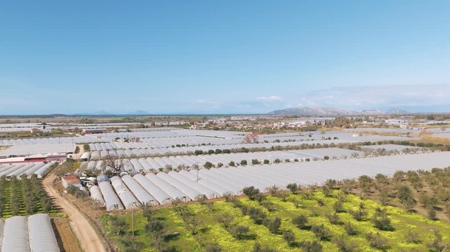 Aerial view of expansive strawberry fields on a sunny day