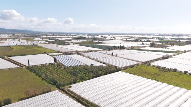Aerial view of vast strawberry fields under sunlight