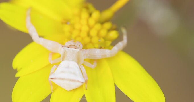 An ivory coloured crab spider lies in wait on a bright yellow flower for an unsuspecting insect.