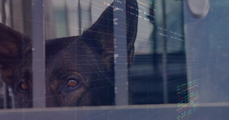 Gazing dark-coated dog peering through vertical bars and divider, showing collar and code on glass