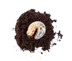 Naklejka premium L3 stage Kabutomushi Japanese rhinoceros beetle - Trypoxylus dichotomus larvae on breeding flake substrate soil isolated on white background.